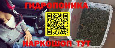 прущие крисы Будённовск