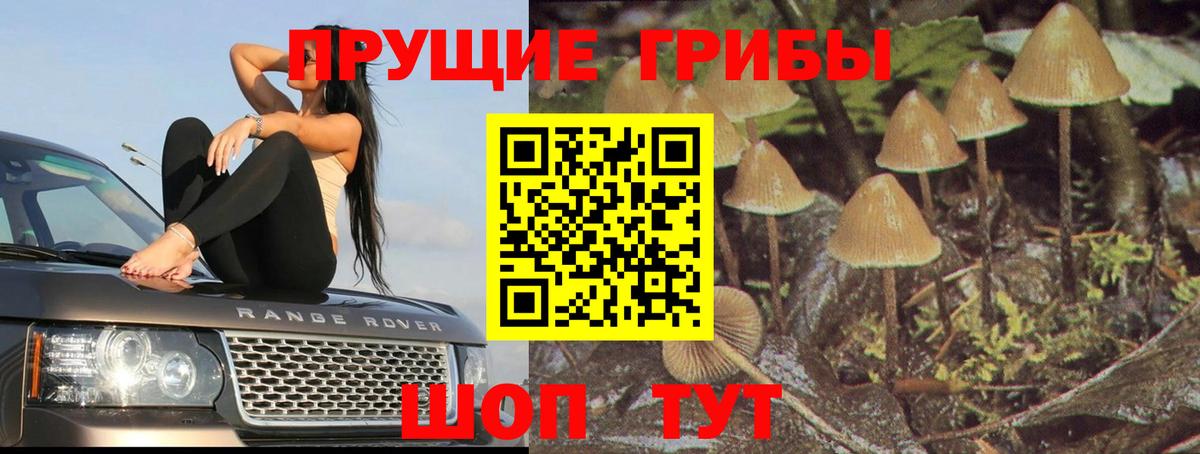 Галлюциногенные грибы Psilocybine cubensis Малгобек